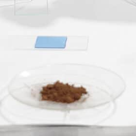 Comprendre le ratio d’extraction en Mycothérapie