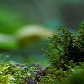 Hifas da Terra met en lumière les bienfaits des champignons dans l'émission Envoyé Spécial