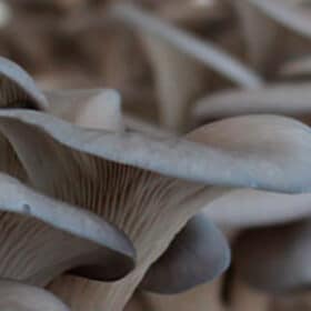 Ergothionéine : la biomolécule antioxydante naturelle dont tout le monde parle