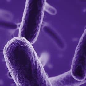 Un essai clinique sur le cancer colorectal évalue l'impact de l'immunomodulateur naturel Mico-Digest 2.0 d'Hifas da Terra