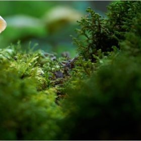 Découvrez les fabuleux pouvoirs des champignons !