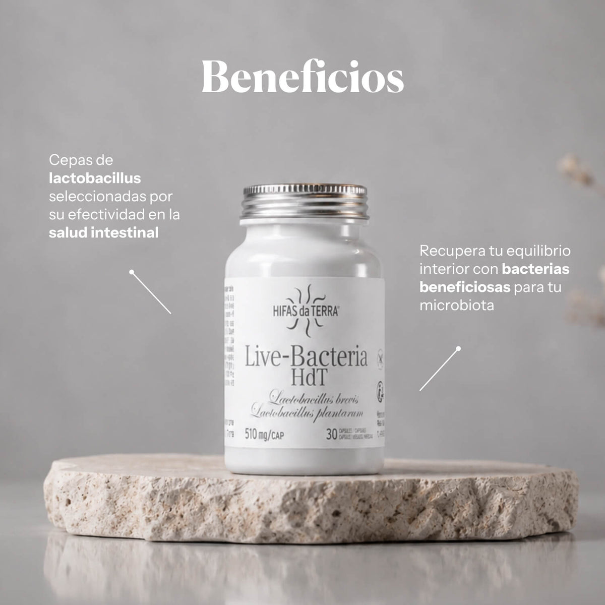 Vorteile von Probióticos en cápsulas: Lactobacillus brevis und L. plantarum für die Darmflora | Hifas da Terra