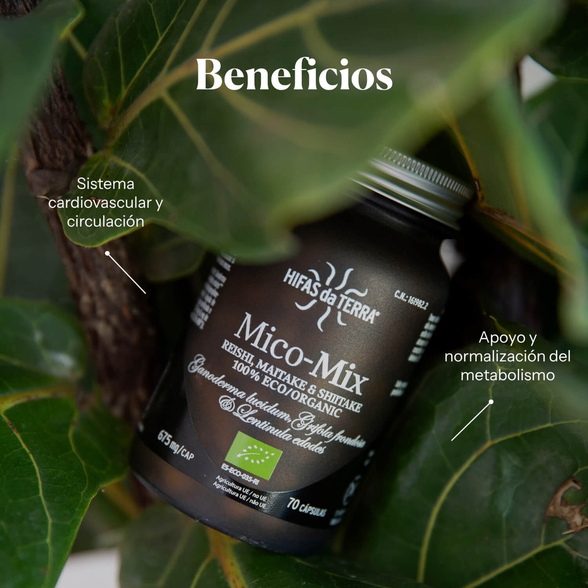 Composición e ingredientes de Mico-Mix | Hifas da Terra