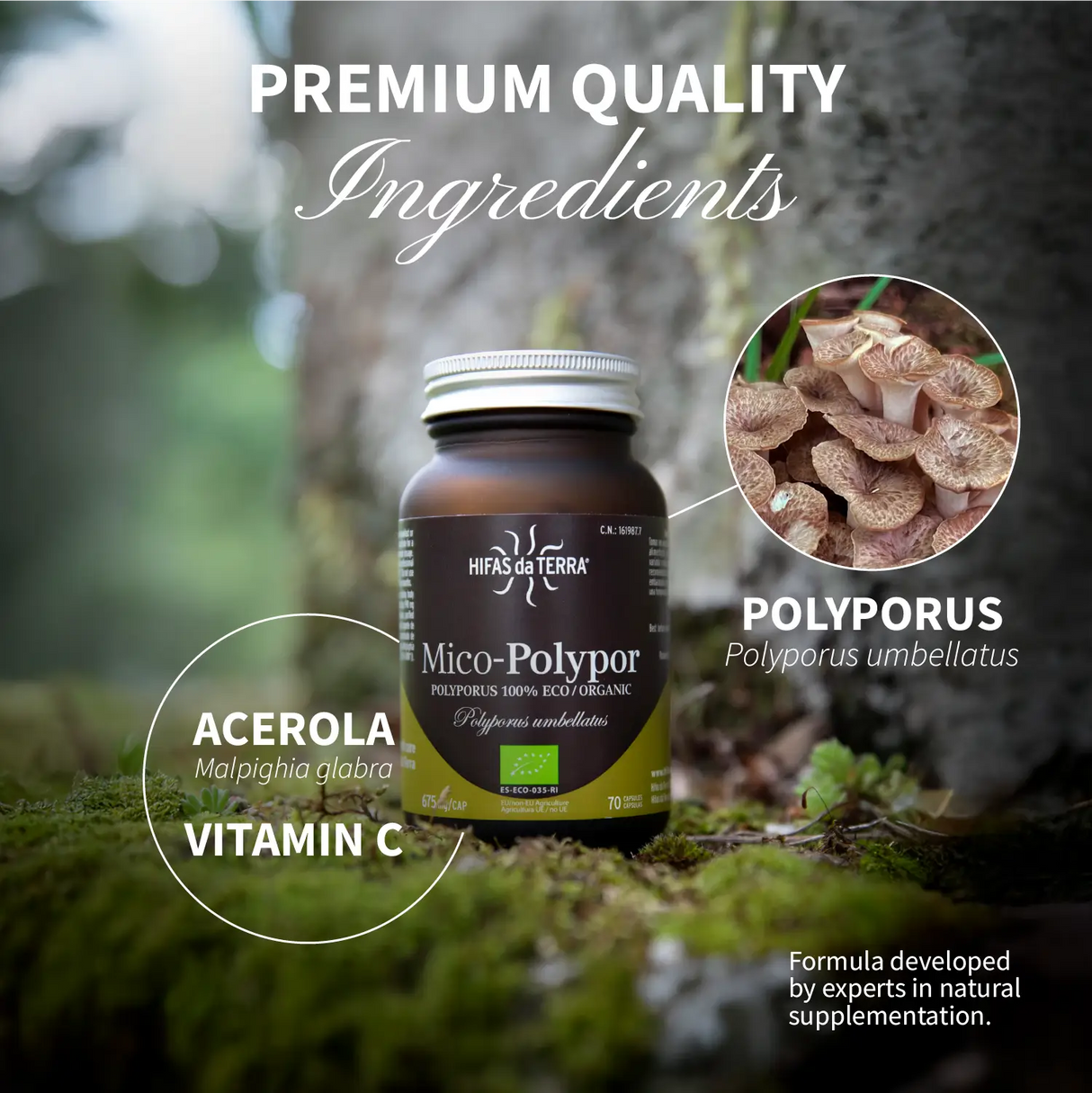 Mico-Polypor - Extrait pur & bio de Polyporus