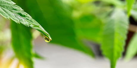 Nuevo Serum antioxidante y reparador a base de Cordyceps, Reishi y CBD