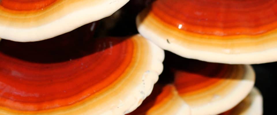 Reishi terpenes: bioactive antioxidant, anti-inflammatory and anti-tumour compounds