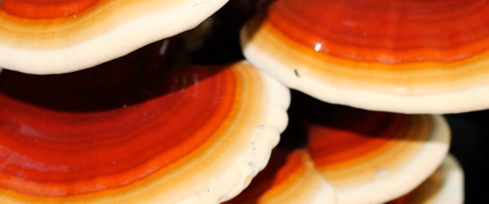 Los terpenos: compuestos bioactivos antioxidantes, antiinflamatorios y antitumorales