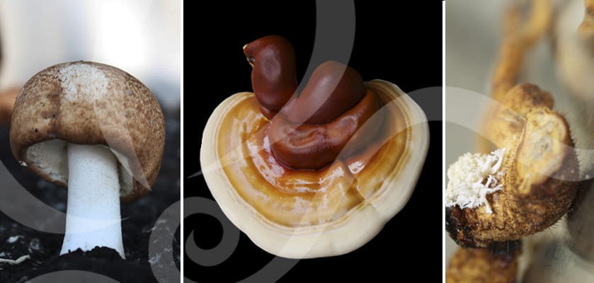 Los principios activos de las setas, fuente de innovación cosmética