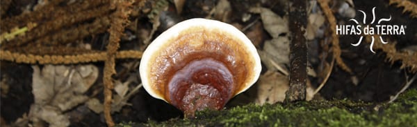 Extracto de Reishi (Ganoderma lucidum), uno de los 100 superalimentos antiaging