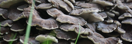 Maitake hifas da terra