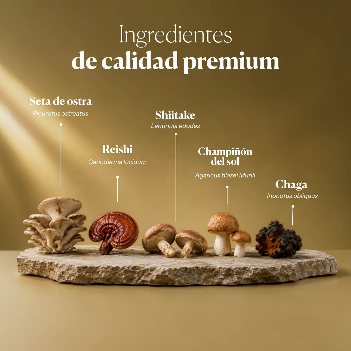 Composición e ingredientes de Dr. Immune Five | Hifas da Terra