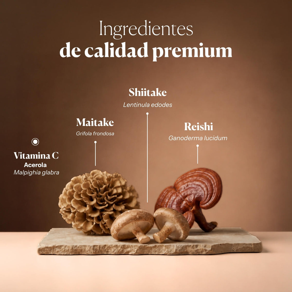 Beneficios de Mico-Mix: extractos puros de Reishi, Maitake y Shiitake | Hifas da Terra