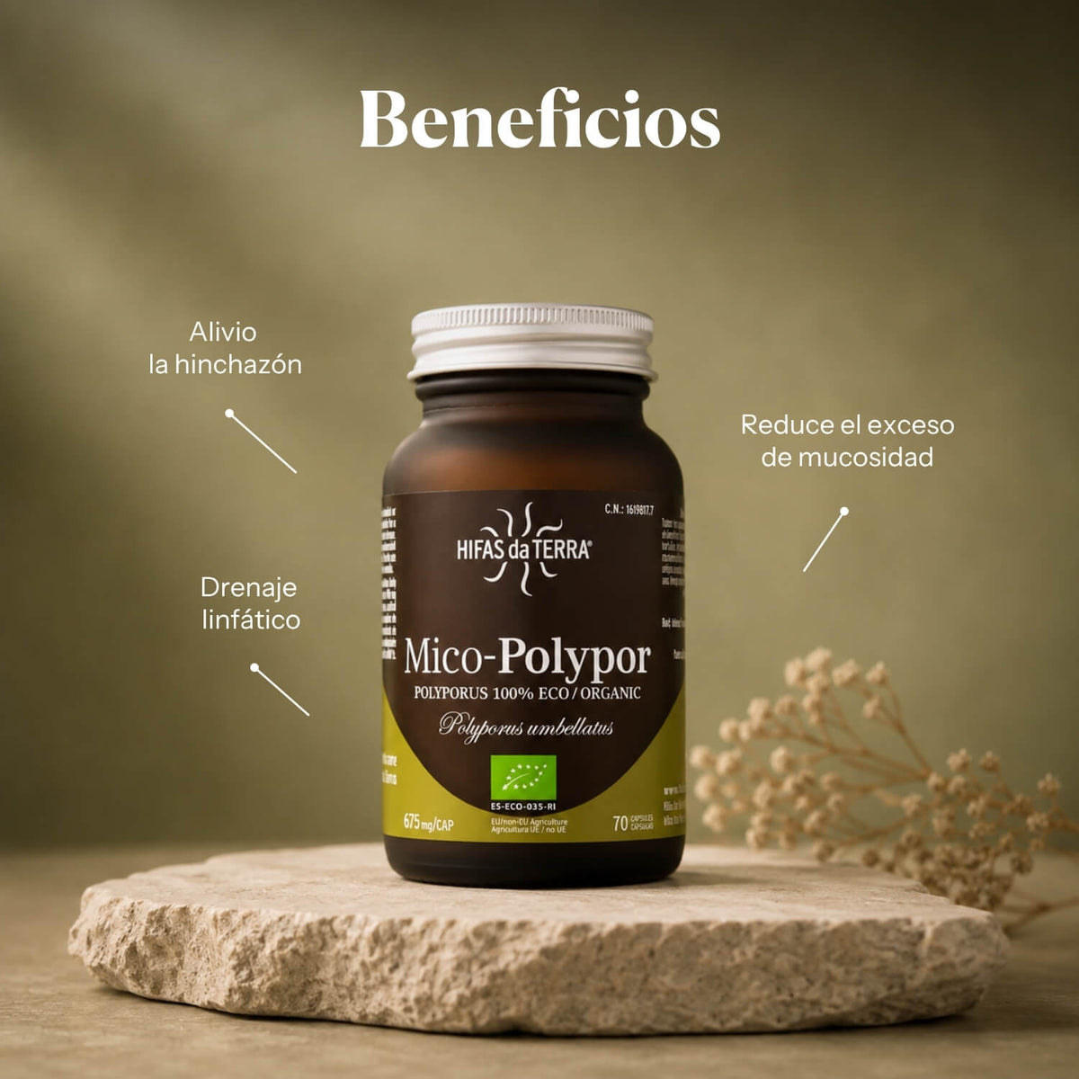 Benefits of Mico-Polypor: pure organic Polyporus extract | Hifas da Terra