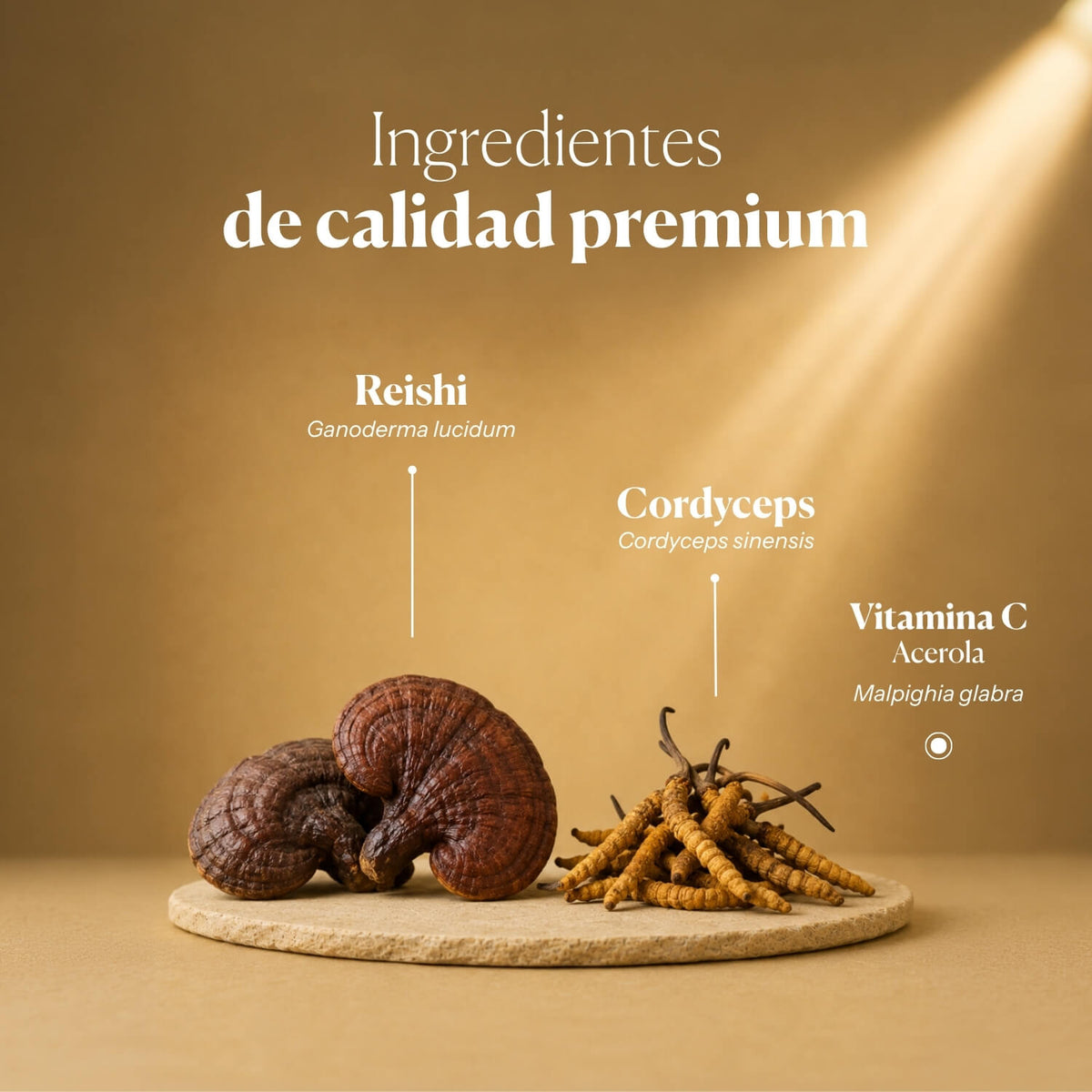 Composición e ingredientes de Mico-Vir+ | Hifas da Terra