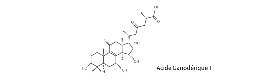 Acide-Ganérique-antioxydant