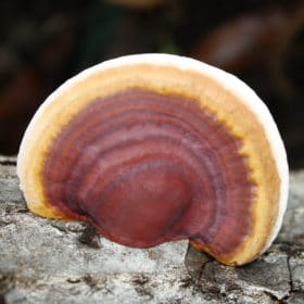 Reishi sur tron