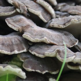 champignon médicinaux hifas da terra