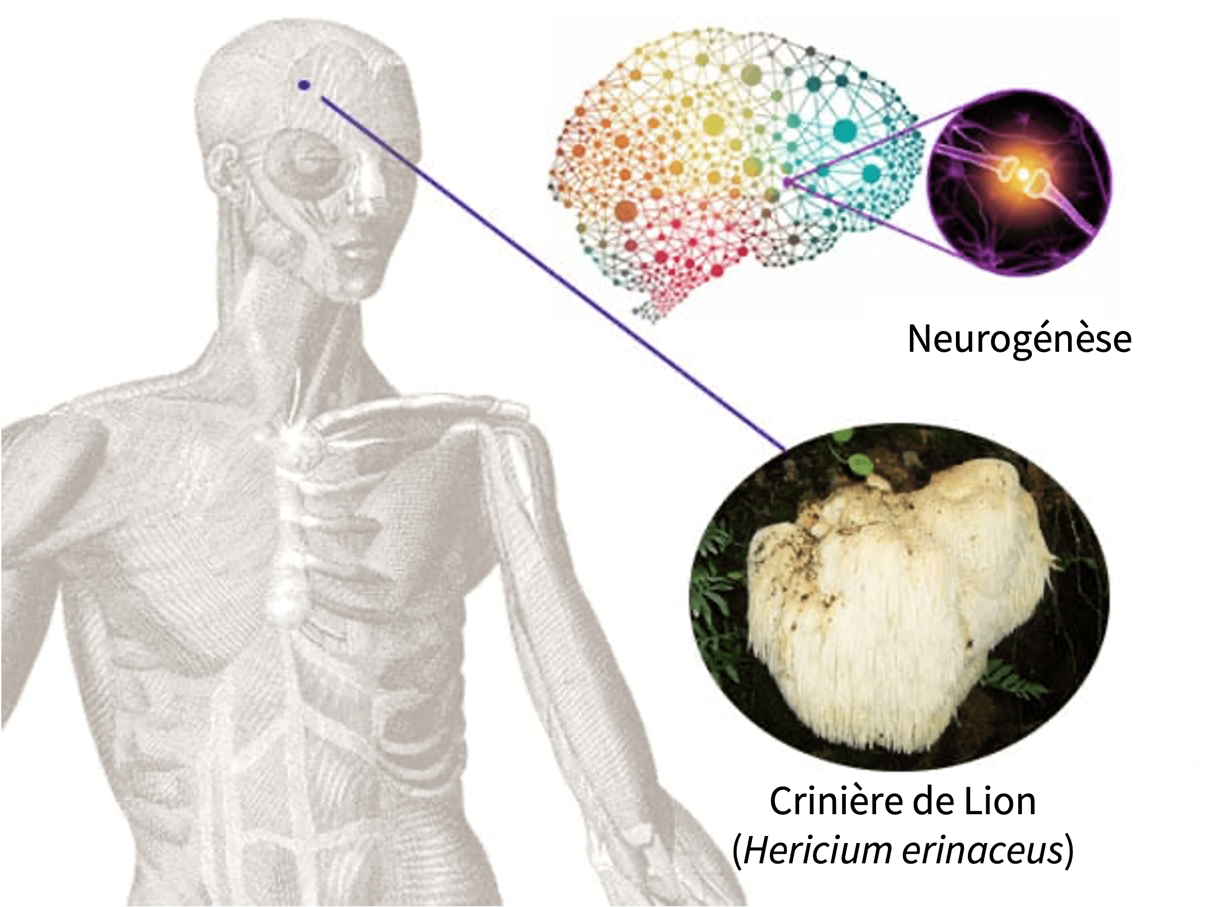 Hericium erinaceus, a key to memory and neurogenesis |  Hifas da Terra