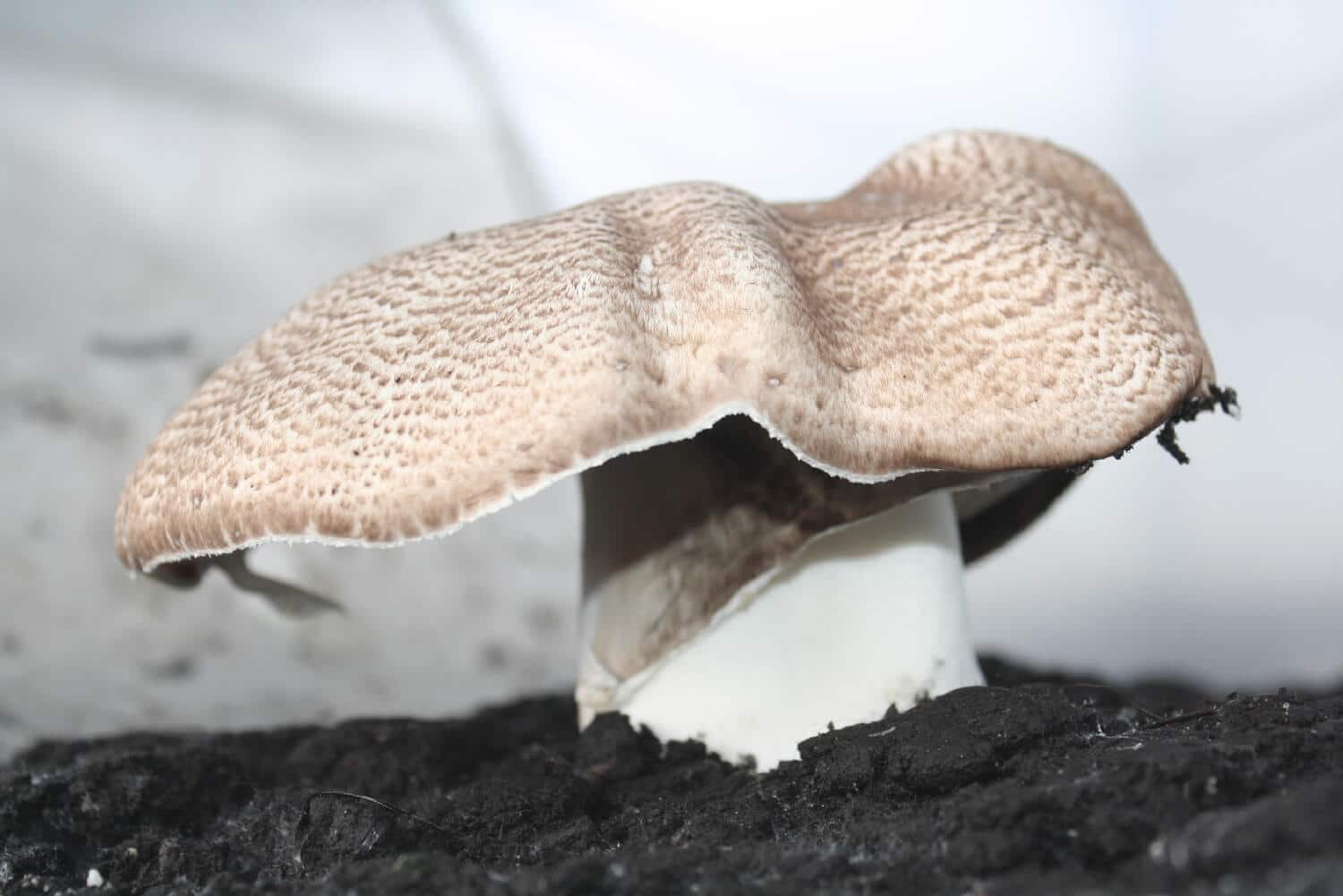 Un champignon Agaricus blazei murill