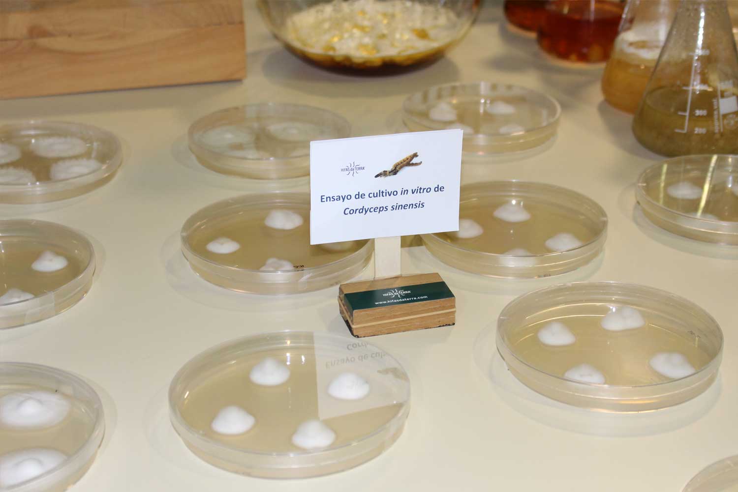 mycelium cordyceps sinensis culture in vitro